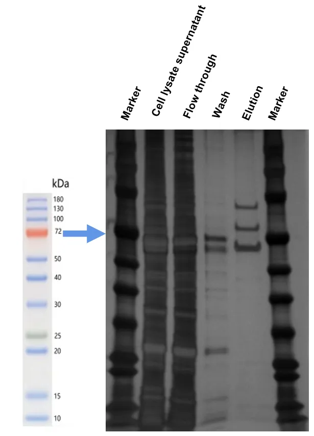 AAV5 Purification by PURPROX® AAVEasy