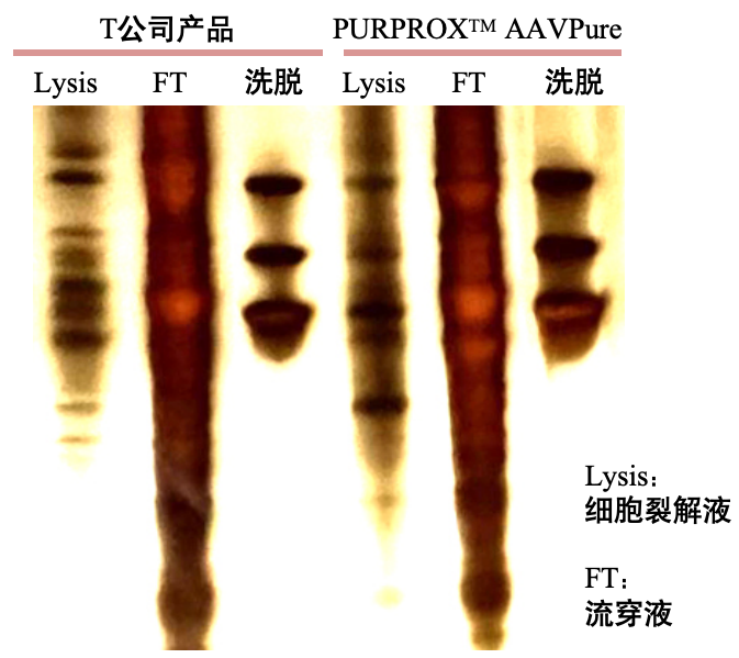 样本纯度检测图