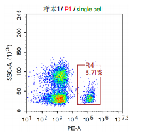 Anti-huCD19 Image 1
